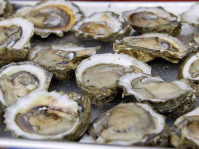 Photo of oysters that are plentiful in Rappahannock