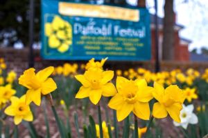 daffodil festival