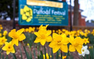 daffodil festival