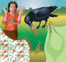 My Family Crow