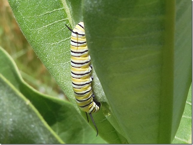 RWC Devotes Meadows to Monarch Butterfly Sanctuary